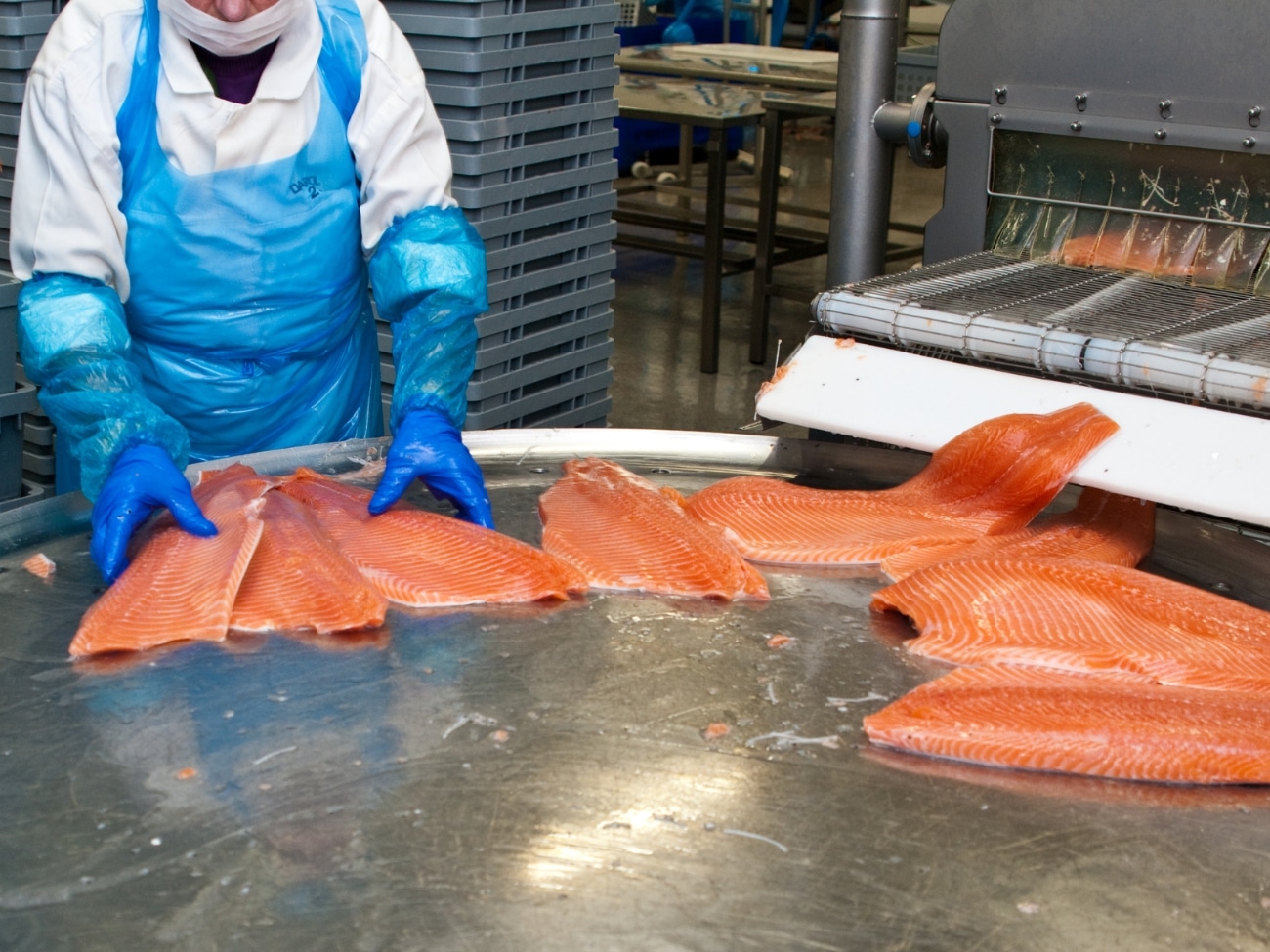 Obraz przedstawiający, jak wygląda przetwórstwo rybne w Norwegii.